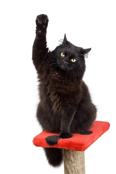 Voting black cat — Stock Photo, Image