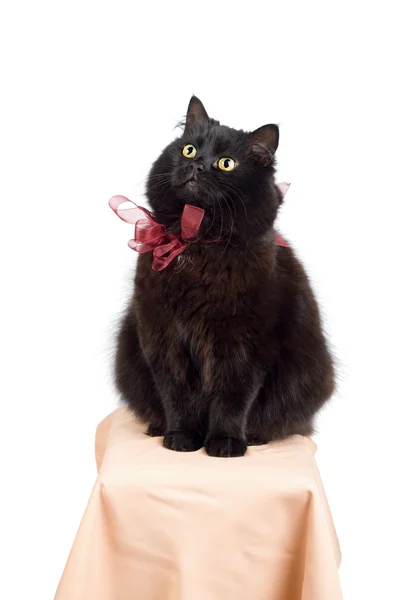 Śmieszny kot czarny sobie kokardą czerwony na białym tle — Zdjęcie stockowe