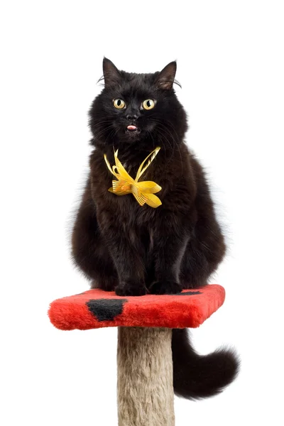 分離された黄色の弓身に着けている黒い猫 — ストック写真