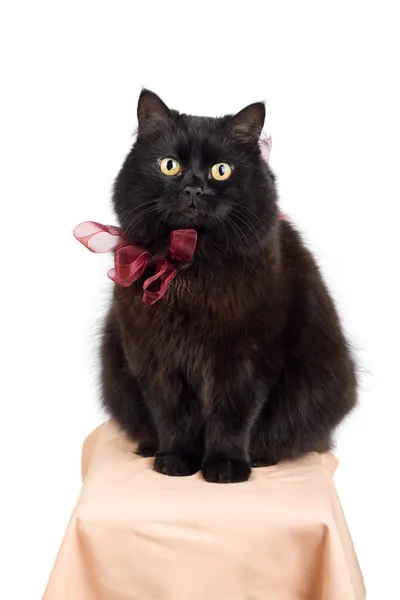 Izole kırmızı yay giymiş komik siyah kedi — Stok fotoğraf