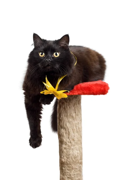 Gatto nero con fiocco giallo — Foto Stock