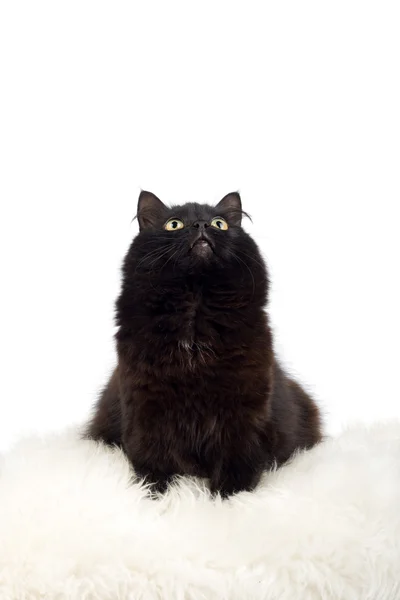 Černá kočka sedí na bílé kožešiny, samostatný — Stock fotografie