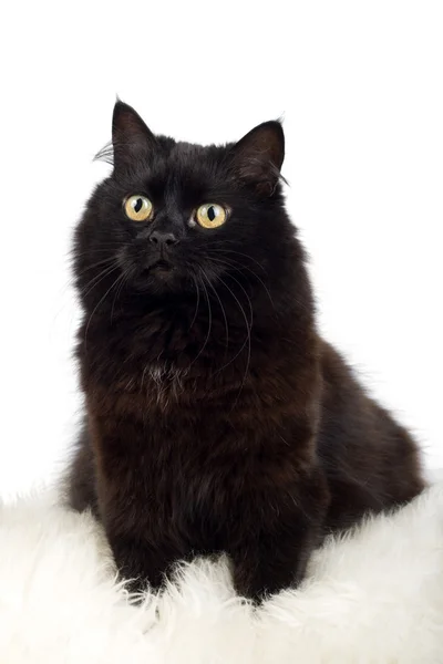 Black cat on white fur — Stock Photo, Image
