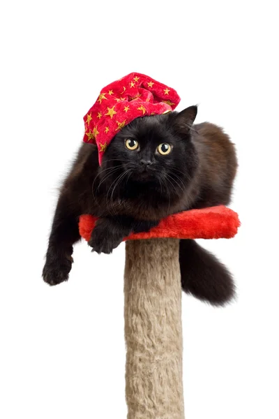 Gato preto em uma tampa vermelha isolada — Fotografia de Stock