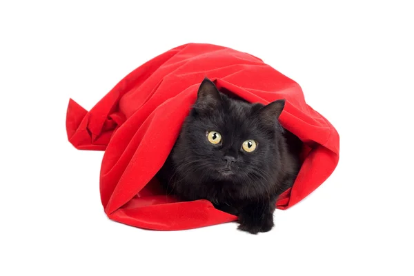 Ładny czarny kot w worku czerwony na białym tle — Zdjęcie stockowe