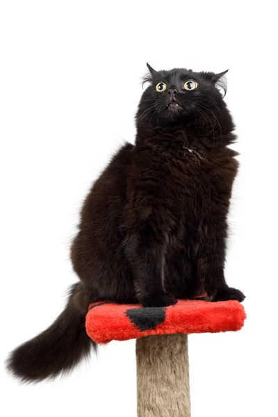 Black angry cat — Stock Photo, Image