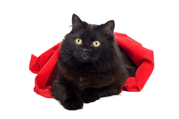 Černá kočka v červené tašce — Stock fotografie