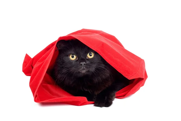 Schattig zwarte kat in een rode zak geïsoleerd — Stockfoto