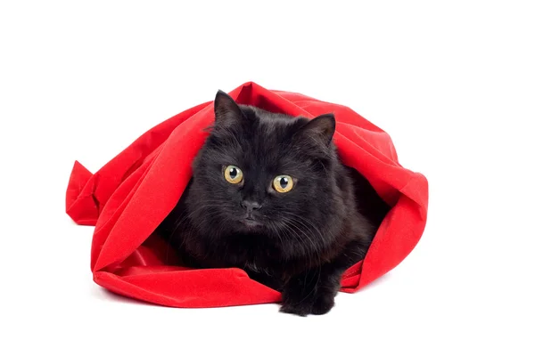 Gato preto bonito em um saco vermelho isolado — Fotografia de Stock