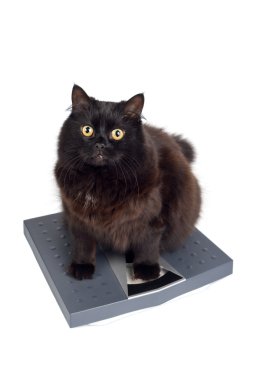 Black cat on the scales clipart