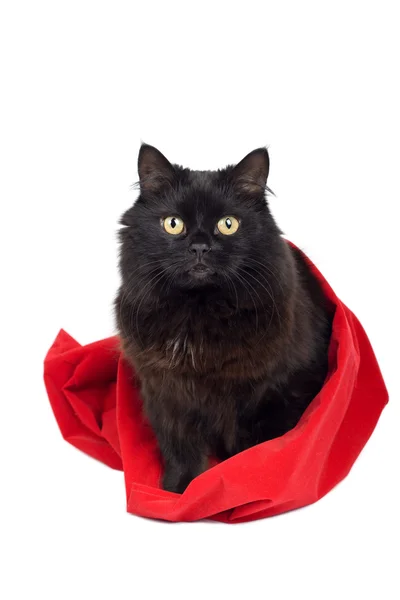 Black cat in red bag — Stock Photo, Image