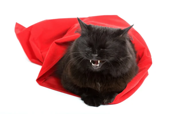 Izole kırmızı çuval içinde sevimli siyah kedi — Stok fotoğraf