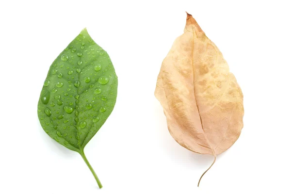 Frische und verblasste Blätter — Stockfoto