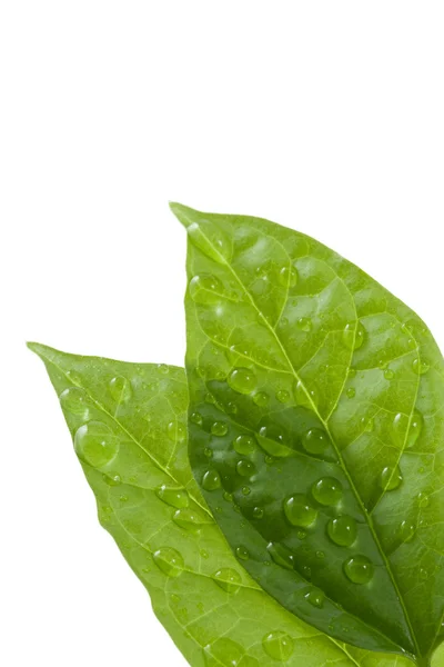 Dos hojas con gotas de agua —  Fotos de Stock