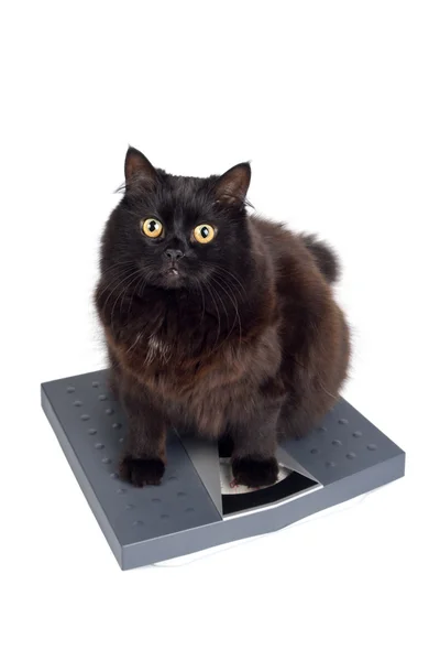 Schwarze Katze auf der Waage — Stockfoto
