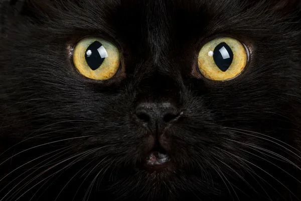 脸上的黑猫 — 图库照片