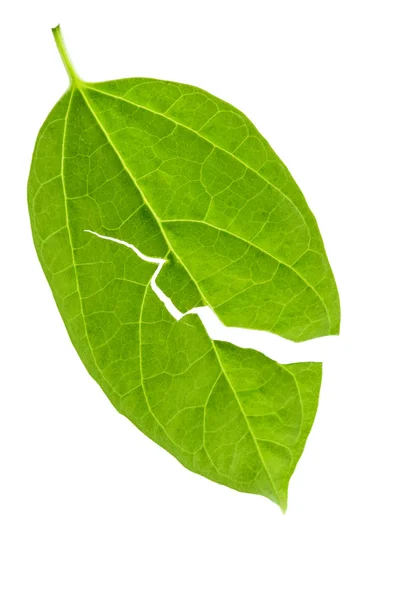 Torn leaf — Stock Photo, Image
