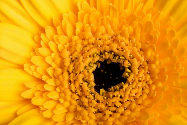 Macro of yellow daisy — Stock Photo, Image