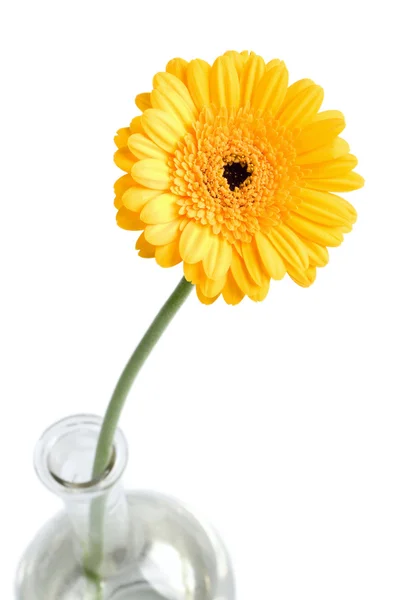 stock image Yellow daisy in vase