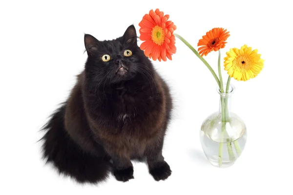 Czarny kot i kwiaty — Zdjęcie stockowe