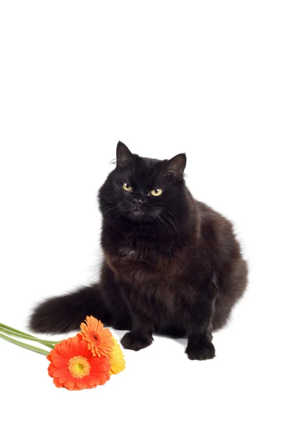 Zwarte kat en bloemen — Stockfoto