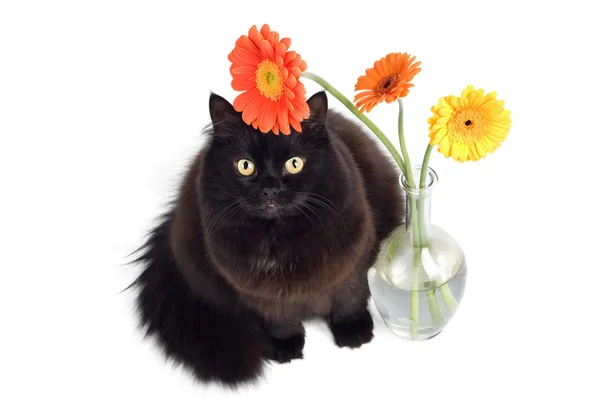Černá kočka a sedmikrásky — Stock fotografie
