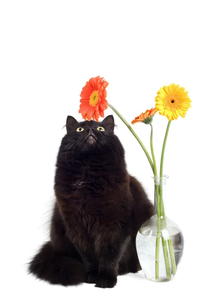 Černá kočka a sedmikrásky — Stock fotografie