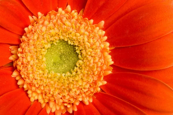 Macro of red daisy — Stock Photo, Image