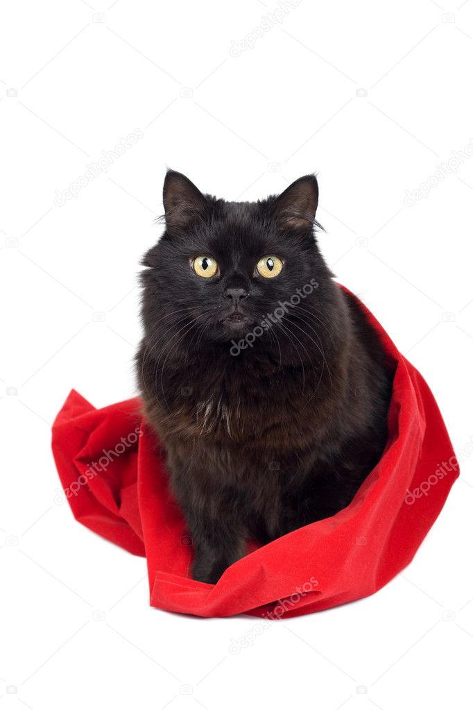 Black cat in red bag