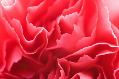 Macro of carnation petals clipart