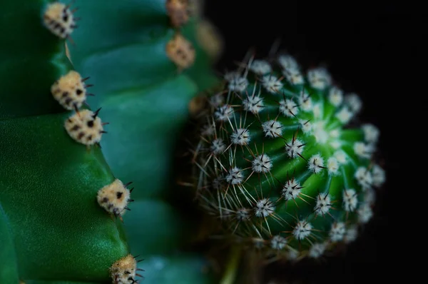 Makro för kaktusar — Stockfoto