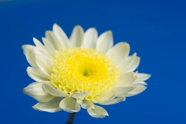 Beautiful daisy in the sky — Stock Photo, Image
