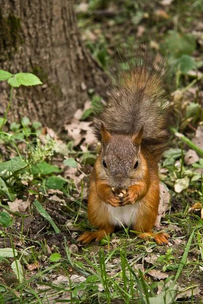 stock image Cute squirrel eating nut