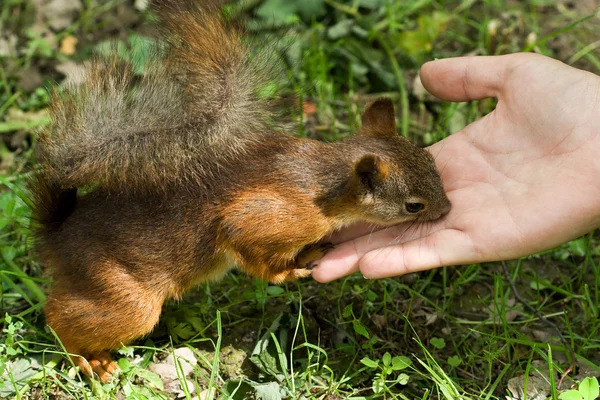 松鼠吃从手 — 图库照片