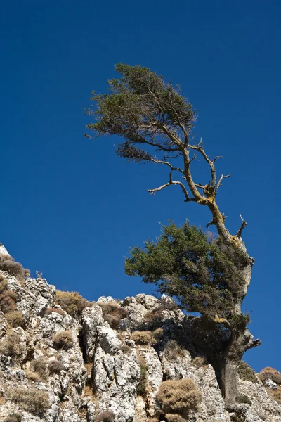 Stock image Lonely tree in mountains