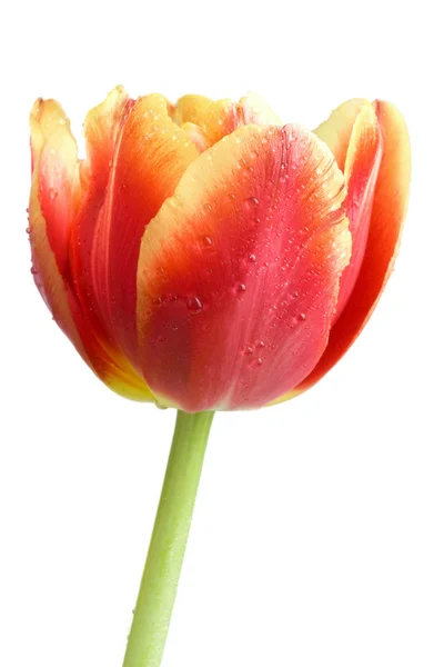 Červený tulipán s kapkami vody — Stock fotografie