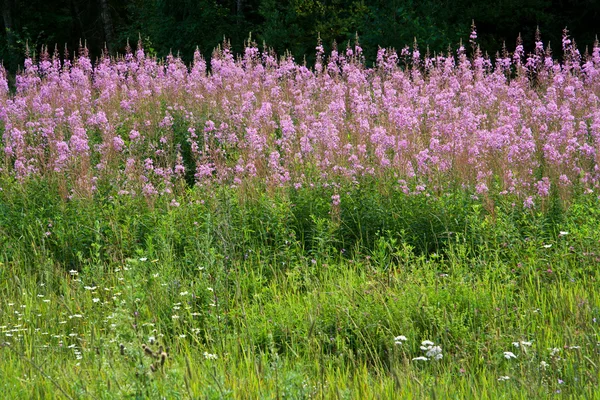 stock image Field of rose-bay