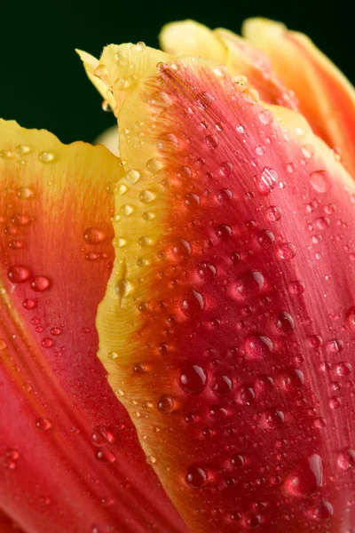 チューリップ花弁のマクロ — ストック写真