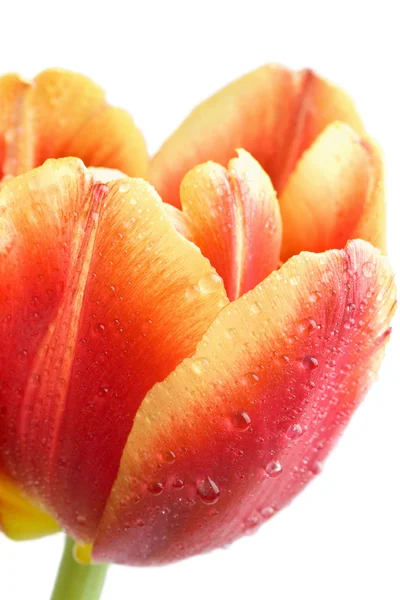 Macro de tulipán rojo — Foto de Stock