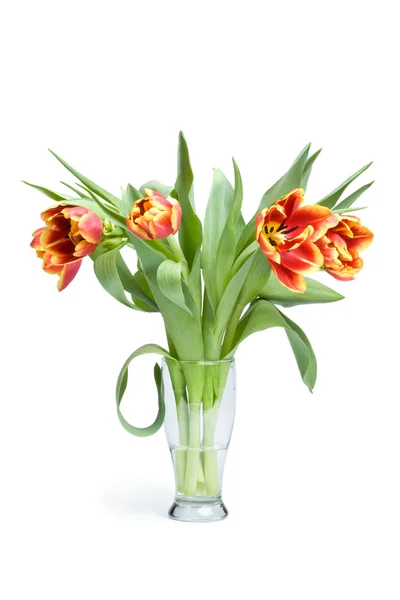 stock image Red tulips in vase