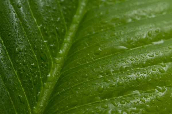 Macro of leaf with water drops — Stock Photo, Image