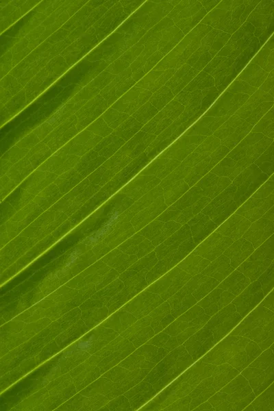 Макротекстура листьев спатифиллума — стоковое фото
