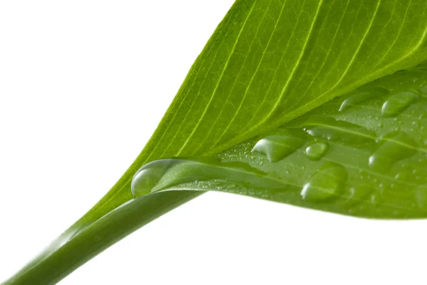 Macro van blad met water drops — Stockfoto