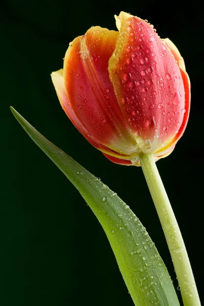 Тюльпан з краплями води — стокове фото