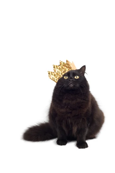Cat king — Stock Photo, Image