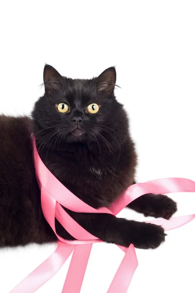Kara kedi pembe kurdele ile oynama — Stok fotoğraf