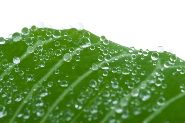 Macro of fresh leaf with water drops — Stock Photo, Image