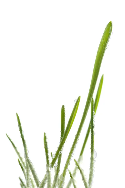 Färskt gräs isolerade — Stockfoto