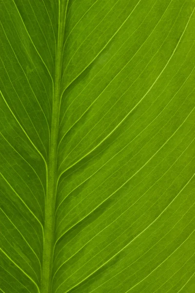 Macro texture de la feuille de Spathiphyllum — Photo