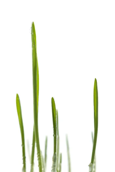 Fresh grass isolated — Stock Photo, Image